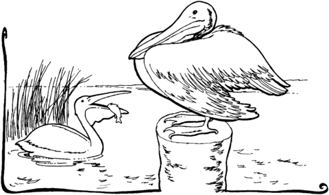 Two Pelicans Coloring Page